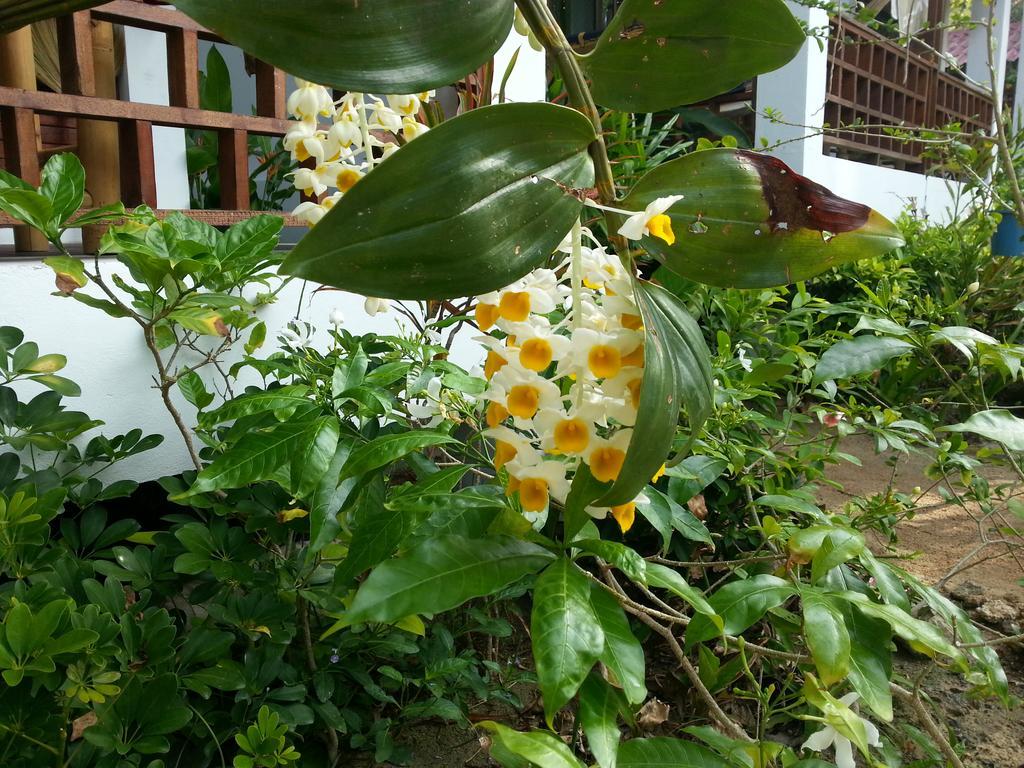 Benjamin'S Hut Hotel Srithanu Ngoại thất bức ảnh